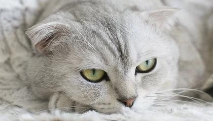 澳门新葡京娱乐城-九游体育——开启你的极致运动体验